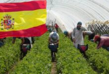 مطلوب عمال وعاملات للعمل بمزارع الفراولة بإسبانيا هذا الصيف 2024
